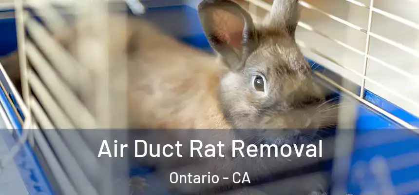  Air Duct Rat Removal Ontario - CA