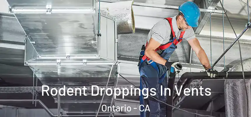  Rodent Droppings In Vents Ontario - CA